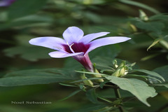 Barleria involucrata var. elata